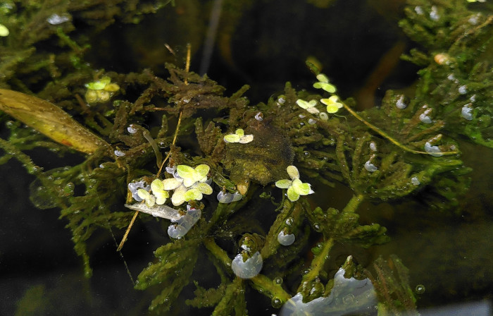 duck-weed.jpg