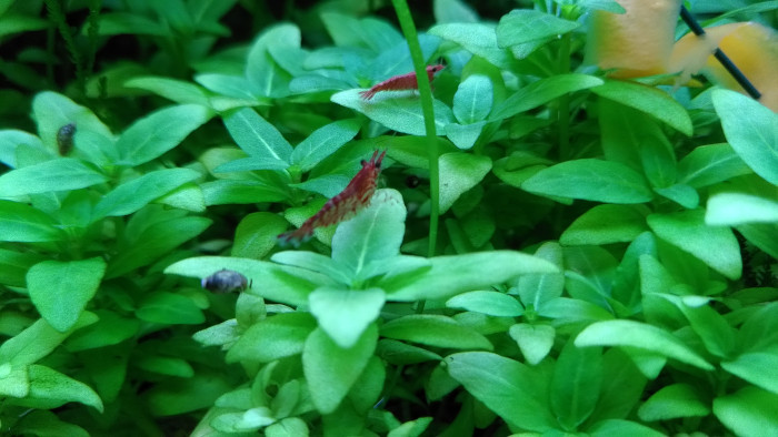 Cherry shrimp