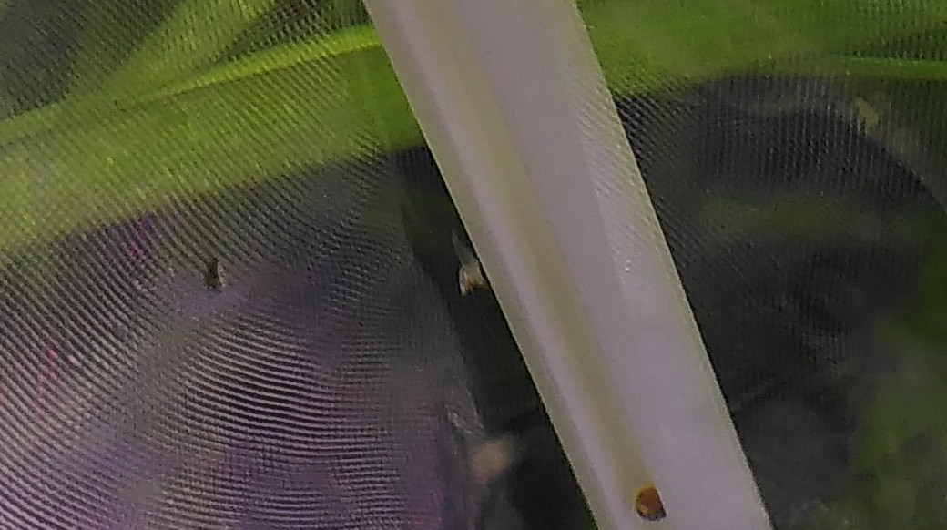 Baby shrimp