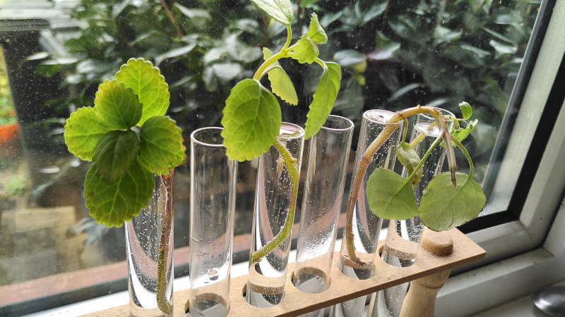 Plant cuttings in test tubes